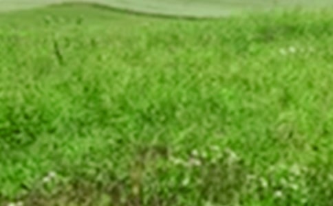 四季的田野六年级作文500字