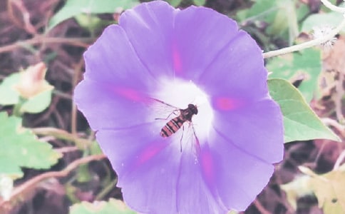 牵牛花作文（精选10篇）