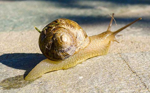 听蜗牛不再哭泣高一作文