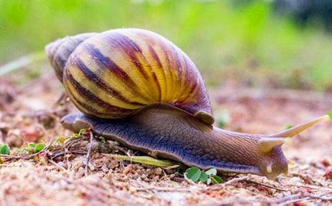 六年级学生读《聪明的蜗牛》有感作文