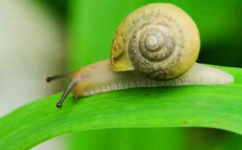 与蜗牛说笑初三作文1200字