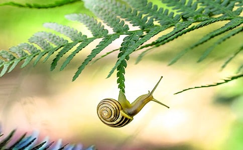 小蜗牛给我的大启示作文