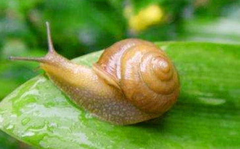 为蜗牛喝彩初一作文