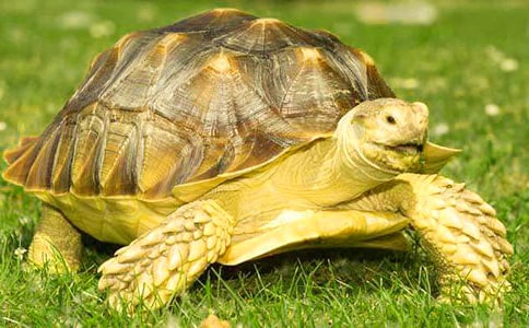 乌龟兄弟四年级作文