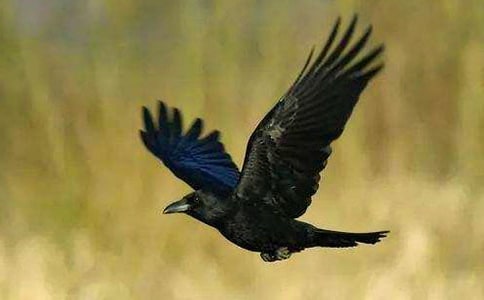 一只乌鸦的诚心告白初三作文