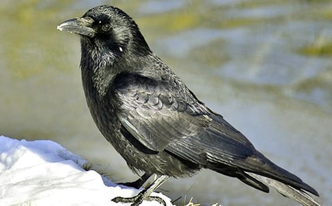 蛰伏在文字里的乌鸦初一优秀作文