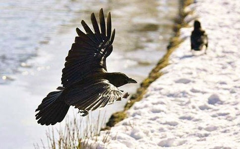 乌鸦受骗以后五年级优秀作文550字