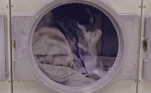 小学一年级洗衣服作文