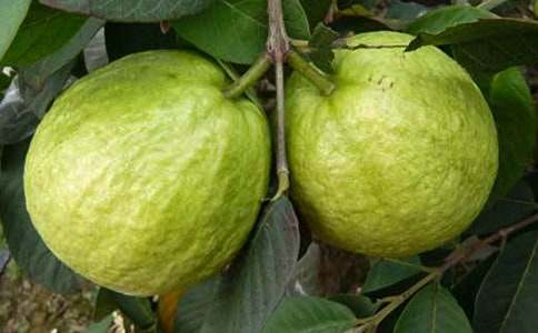 石榴的营养价值和功效