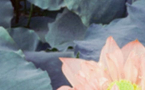 夏至未至初三作文