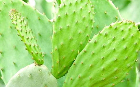 仙人掌小学四年级作文400字