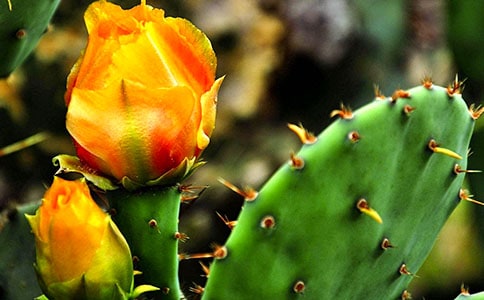 仙人掌500字小学作文