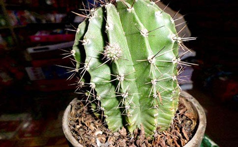 仙人掌六年级作文