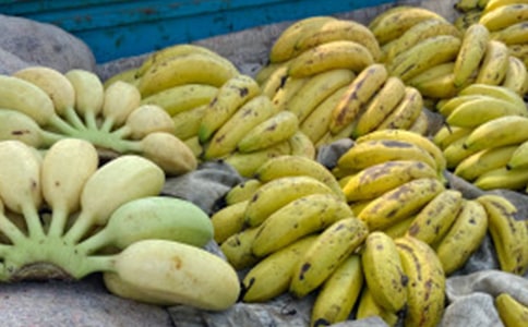 香蕉小学优秀作文（精选14篇）