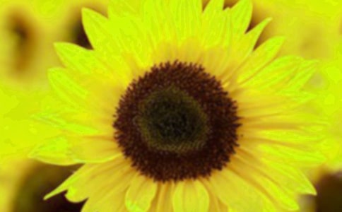 向日葵的二年级作文（精选16篇）