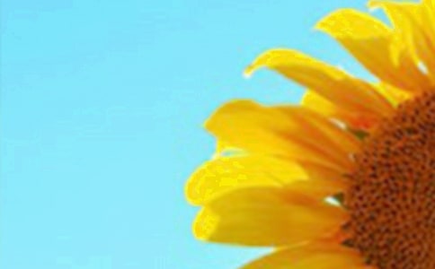 向日葵它的微笑作文