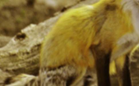 懒惰的狐狸寓言故事