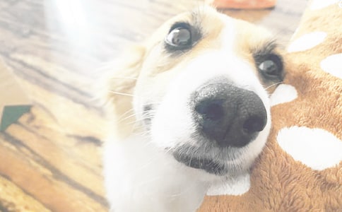 可爱的小狗大白三年级作文550字