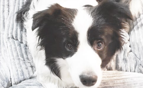 我想当一回小狗四年级优秀作文