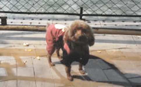 小狗和小猫小学作文