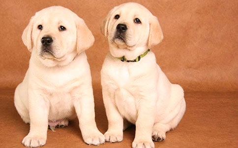 小狗乘乘小学五年级作文