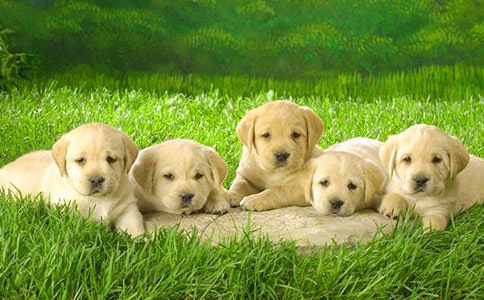 帮小狗洗澡小学四年级作文