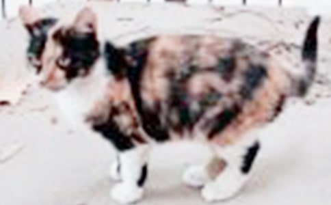 小猫和小灰雀小学作文