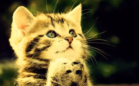 小猫咪咪五年级作文600字