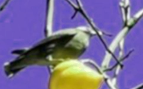 我想有个家一只小鸟的心声高一作文