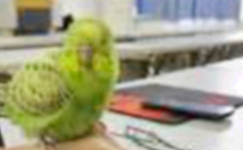 受伤的小鸟三年级学生作文