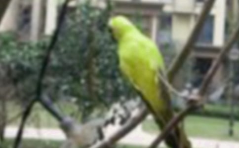 小树和小鸟作文450字