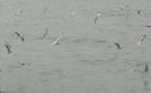 那一群小鸟三年级作文