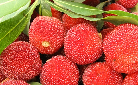 摘杨梅小学生优秀作文