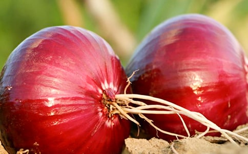 种洋葱初一作文