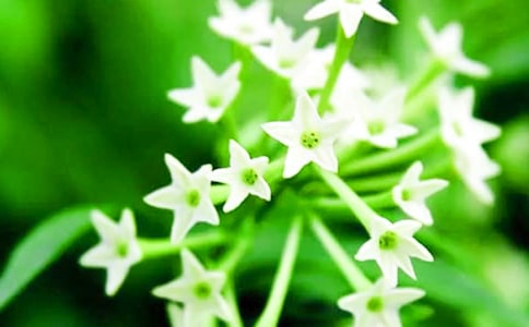 月亮上的夜来香初二作文