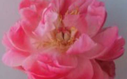 送玫瑰花朵数的含义