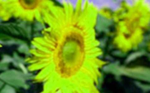 大班科学《向日葵》教案（通用10篇）