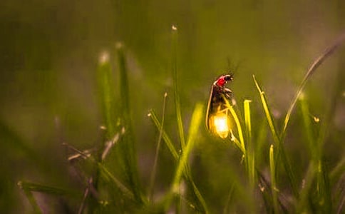 与萤火虫零距离接触初二作文650字