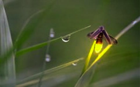 那11只萤火虫六年级作文