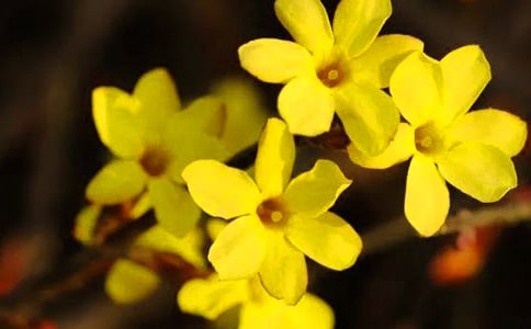 迎春花小学生作文