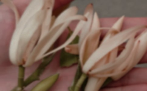 为玉兰花喝彩六年级优秀作文