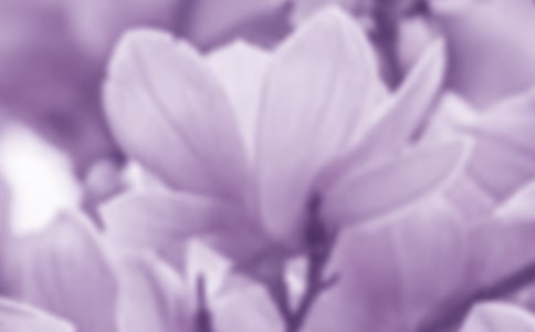 默默的玉兰花作文