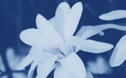 玉兰花500字作文（精选23篇）