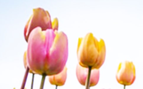 郁金香小学生作文