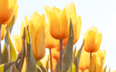 郁金香初二作文600字