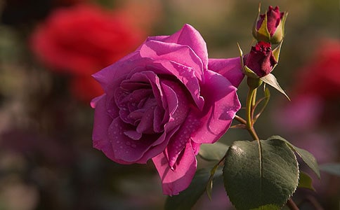 半截月季初一作文