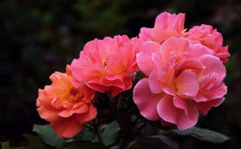 遗失的月季五年级作文