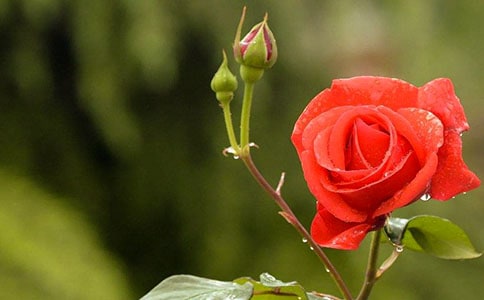 雨下月季初二作文650字