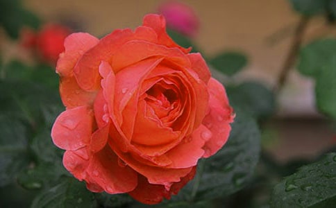 一株想开花的月季四年级作文