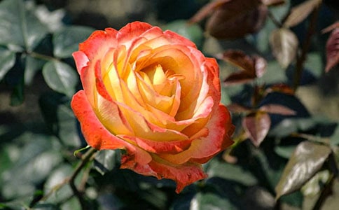 我家的月季花四年级作文